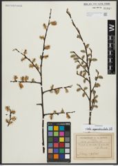 Foto von Salix appendiculata Vill.